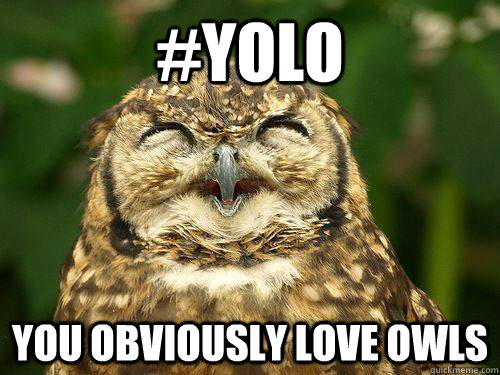 Image result for owl yolo meme