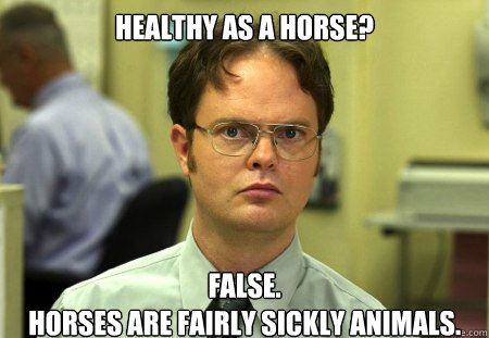Image result for healthy as a horse meme