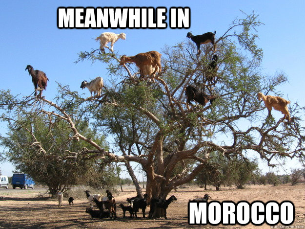 Image result for Morocco football meme