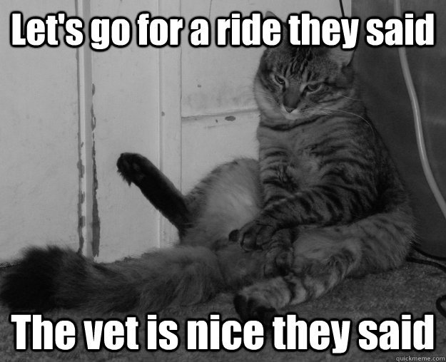 Image result for vet memes cats