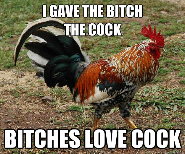 Cock Picture Rooster 49