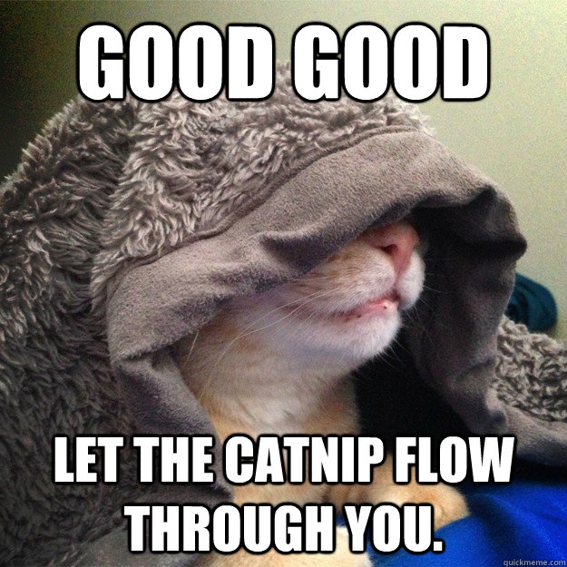 Image result for cat on catnip meme