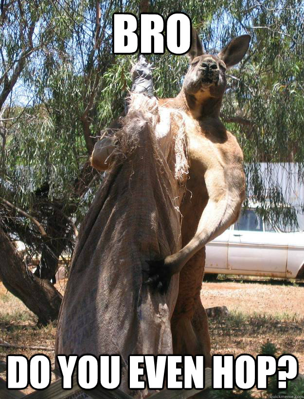 Image result for kangaroo meme