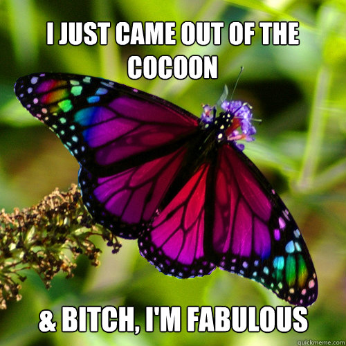 Butterfly Gay 68