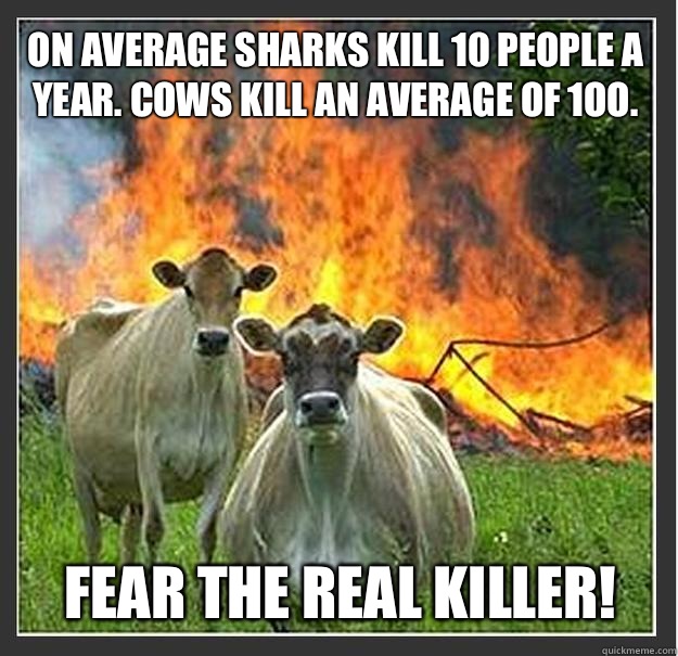 Image result for cows kill more people than sharks do