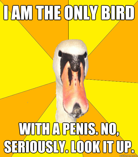 Only Bird With A Penis 59